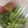 クック8S09BZ☆'s cooksnap of when they made アボカド水菜のレモンわさび醤油サラダ.
