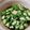 料理スキになってきた's cooksnap of when they made オクラのもずく酢和え.