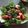 クックI23HXK☆'s cooksnap of when they made ブリとナスとトマトのサッパリ揚げ出し♪.
