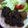 クックDRSB9U☆'s cooksnap of when they made やっぱりピーマンの肉詰め！.