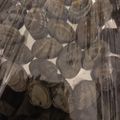 あやめﾁｬﾝ's cooksnap of when they made これでバッチシ！アサリの砂抜き.