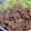 ゆけり３兄弟's cooksnap of when they made ジューシーやわらか豚のしょうが焼き.
