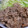 ゆけり３兄弟's cooksnap of when they made ジューシーやわらか豚のしょうが焼き.