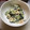 chaーki's cooksnap of when they made ワカメときゅうりのごまマヨ和え.