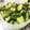 koomee's cooksnap of when they made 我が家の＊きゅうりのわさび漬け.