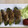 ma___111's cooksnap of when they made 簡単　豚肉のアボガド巻き　焼肉のタレで.