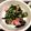 自分のメモ's cooksnap of when they made 金時草をわかめに見立てた蟹と胡瓜の酢の物.