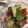 8パピヨン8's cooksnap of when they made 小学生が作る☆アボカドサラダ.