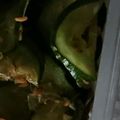 こびぃ。's cooksnap of when they made きゅうりのおかかポン酢あえ.