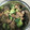 やヒチョル's cooksnap of when they made ☆サバ缶ときゅうりで簡単に1品.