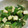 クック7FNN0F☆'s cooksnap of when they made オクラとチーズの和えもの.