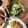 こつぶはゆっちー's cooksnap of when they made 簡単！きゅうりと玉ねぎの梅干し和えサラダ.