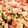 クックFH2MVN☆'s cooksnap of when they made スパム入りゴーヤチャンプルー.
