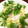 らりるーん's cooksnap of when they made おろし大根の冷製和風ツナパスタ.