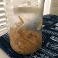 ドラえもん？'s cooksnap of when they made 我が家のなめたけ.