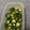 くみたん8126's cooksnap of when they made 簡単すぎ！きゅうりのわさび漬け.