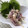 まこさんど's cooksnap of when they made みょうがとツナのマヨ塩昆布和え♪.