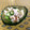 g_pearl's cooksnap of when they made きゅうりとササミとハナビラタケの梅肉和え.