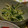 22h22's cooksnap of when they made 水菜とじゃがいものマヨネーズ炒め.