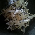 ベル★'s cooksnap of when they made 大豆もやしのナムル.