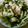 maruru-nn's cooksnap of when they made 超簡単！　ツナとレタスのシンプルサラダ。.