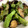 クック26352G☆'s cooksnap of when they made 夏！茄子とししとうの味噌炒め.