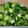 クックZTZ10H☆'s cooksnap of when they made 超簡単!オクラと大葉さっぱりポン酢和え.