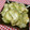 tokotann's cooksnap of when they made ワタも丸ごと♡やみつきゴーヤのかき揚げ♡.