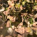 1035's cooksnap of when they made 豚肉とワカメのマリネ.