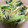 もきち☆'s cooksnap of when they made 小松菜とエノキのにんにく醤油バター炒め.