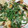 クック7FNN0F☆'s cooksnap of when they made ささみの梅しそチーズのはさみ焼き.