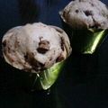 眠りネズミ's cooksnap of when they made ホットケーキミックス「Wチョコマフィン」.