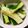 まりも母ちゃん。's cooksnap of when they made 作り置き☆和風だしとお酢で味染みきゅうり.