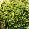 janqoo's cooksnap of when they made おかひじきの梅和え.