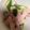 にむばすしゅたーぜん's cooksnap of when they made 簡単副菜！たっぷりオクラ.