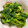 nenona's cooksnap of when they made 菜の花のわさびオイル和え.