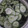 もりのりころ's cooksnap of when they made きゅうりの酢の物.