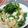 もっちぃ｡'s cooksnap of when they made きのこ、ベーコン、ツナの和風スパゲティ.