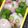 nosso's cooksnap of when they made オクラと梅干しの混ぜご飯.