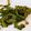 クックY151A☆'s cooksnap of when they made おつまみに！ゴーヤの素揚げ.