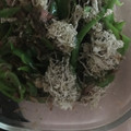 さと56's cooksnap of when they made とろろ昆布とピーマンのおひたし.