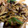 ちゃっちゃそ's cooksnap of when they made ぱぱっと！豚肉と茄子とオクラ炒め.