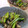 miree's cooksnap of when they made きのこと小松菜の炒め物.