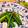 corino11's cooksnap of when they made ニンニクの芽の中華風お浸し.