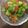 ちゃとらねこさん's cooksnap of when they made 枝豆と夏野菜のジュレ.