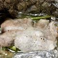 クック7RXB0Y☆'s cooksnap of when they made 豚ロース薄切り肉のホイル焼.