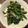 R2016's cooksnap of when they made 空芯菜のにんにくとろみ炒め.