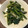 R2016's cooksnap of when they made 空芯菜のにんにくとろみ炒め.
