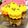 くまネコッコ's cooksnap of when they made モンブラン風パンプキンマフィン.