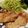 うぃんたろう's cooksnap of when they made 豚のしょうが焼き.